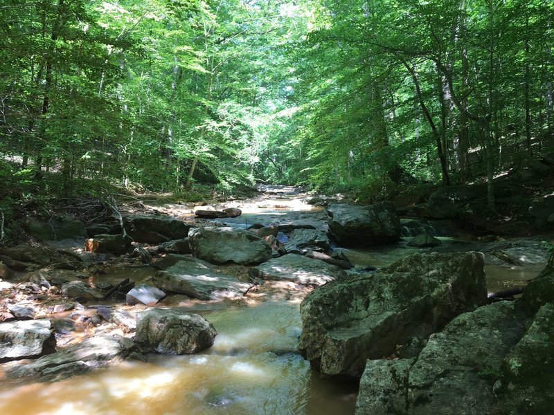 Horne Creek is beautiful in the afternoon sun.