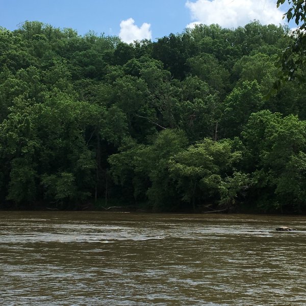 If you look closely, you can just make out an eagle's nest across the Yadkin River.