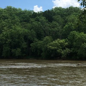 If you look closely, you can just make out an eagle's nest across the Yadkin River.
