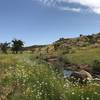 The Bison Trail is quite beautiful in the spring wildflower bloom.