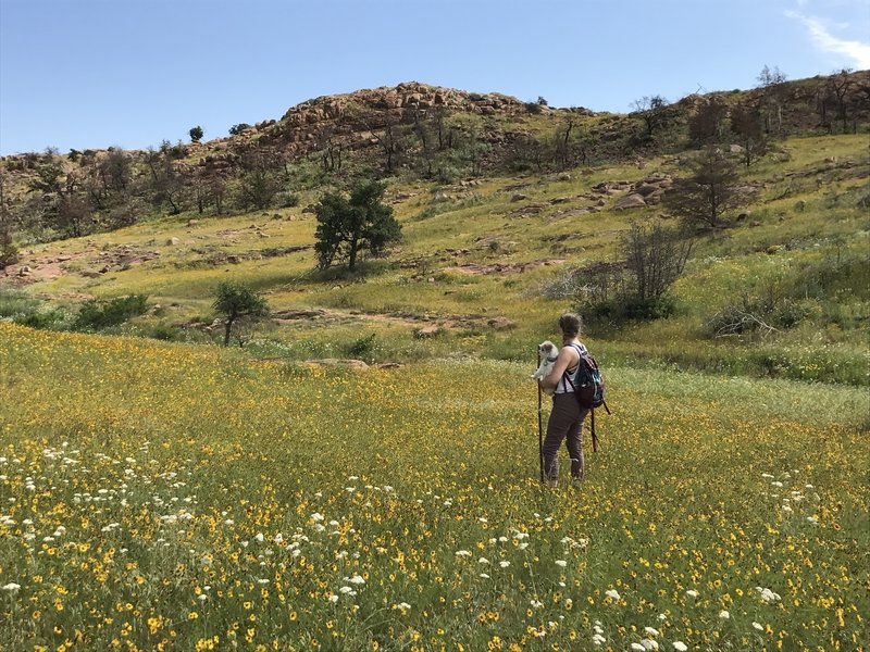 The Bison Trail offers some incredible wildflower meadows in the spring.