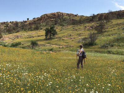 The Bison Trail offers some incredible wildflower meadows in the spring.