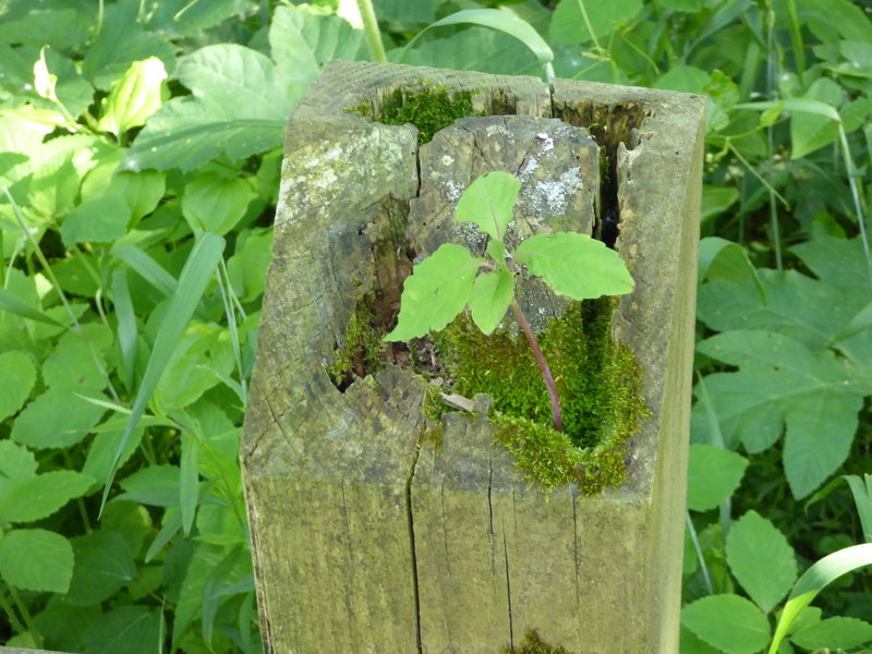 Life finds root in the top of a post in the parking lot for the Heron Rookery Trail.