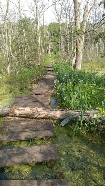 If you brave the missing sections, the boardwalk will take you past incredible views of the Great Marsh.