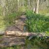 If you brave the missing sections, the boardwalk will take you past incredible views of the Great Marsh.