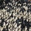 Oysters aplenty cling to the rocks at Point Lobos.