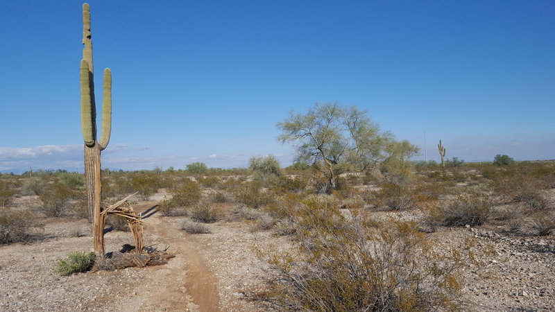 A lone cactus stands beside this section of the Maricopa Trail.