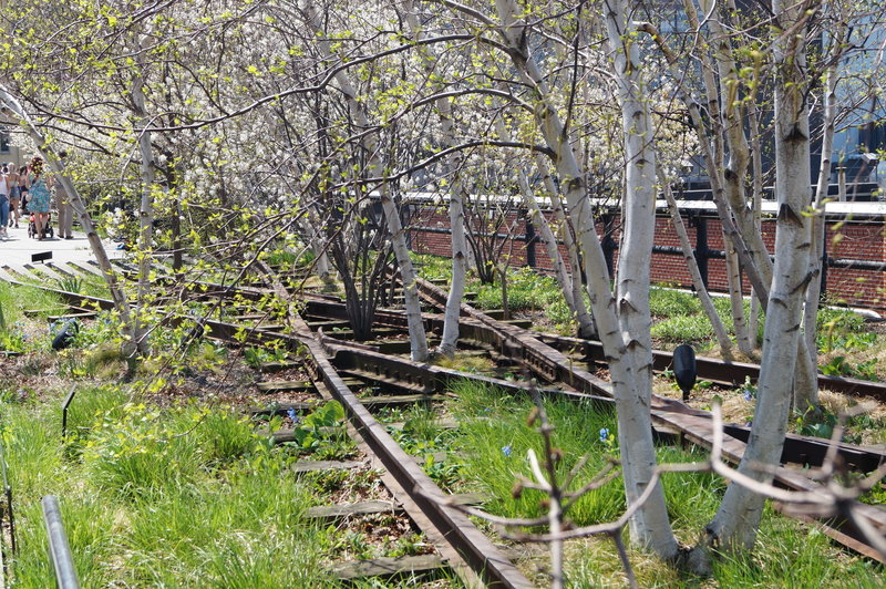 A veritable forest has grown between the tracks on The High Line.