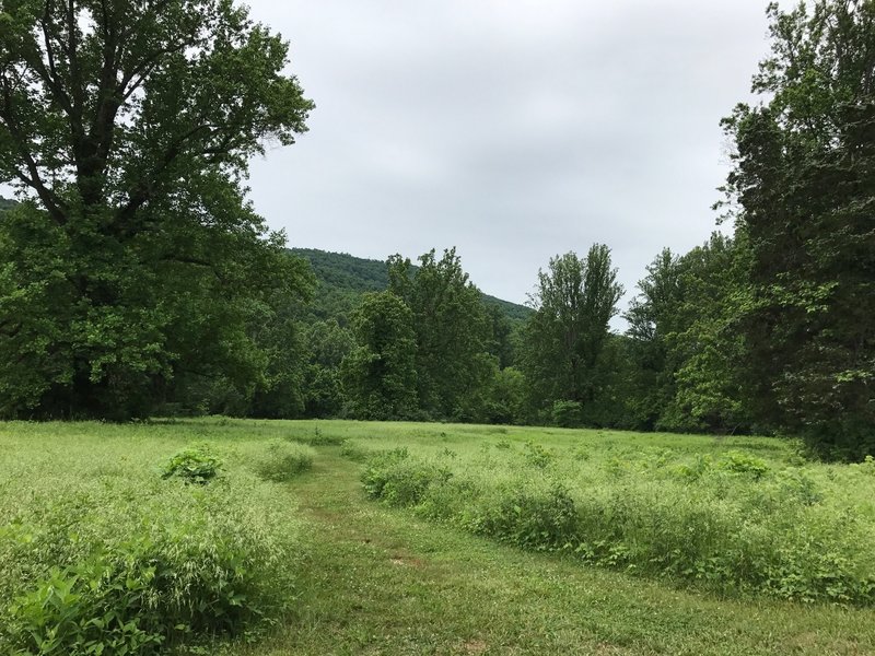 The Upper Meadow Trail travels through verdant, lush fields.