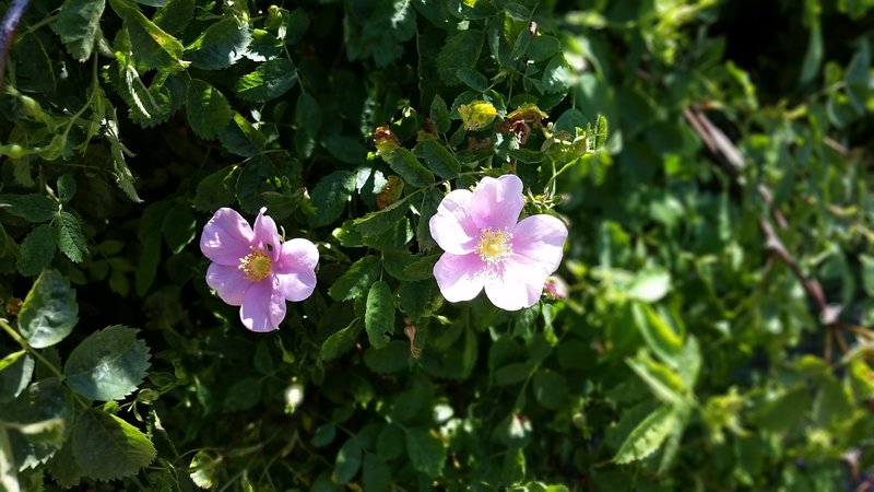 Beautiful flowers bloom along Hunting Hollow Road.