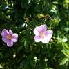 Beautiful flowers bloom along Hunting Hollow Road.