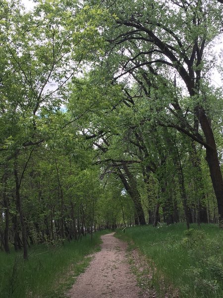 Cottonwood forest along the Fort Mandan Nature Trail.
