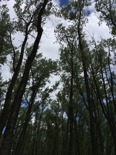 Cottonwood forest along the Lewis and Clark Trail.