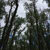 Cottonwood forest along the Lewis and Clark Trail.