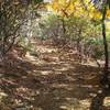 The Flat Top Trail is nice and wide as it ascends the mountain.