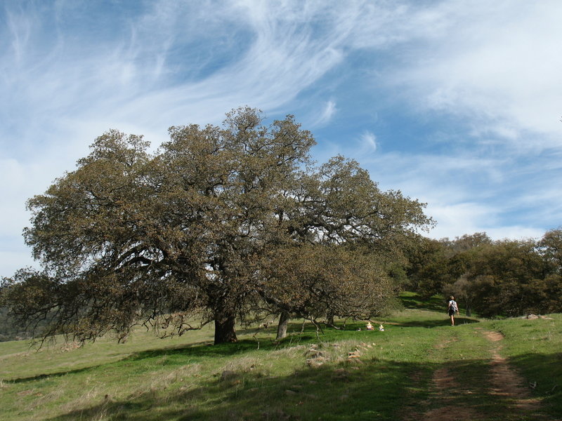 Trees line the Santa Ysabel Ridge Trail.