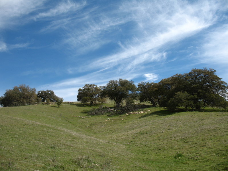 Springtime brings greenery in Santa Ysabel West Preserve.