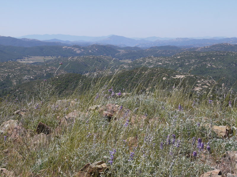 Wildflowers bloom on the West Mesa Trail in Cuyamaca State Park.