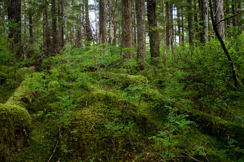 Infinite shades of green grow on the Forest Trail.