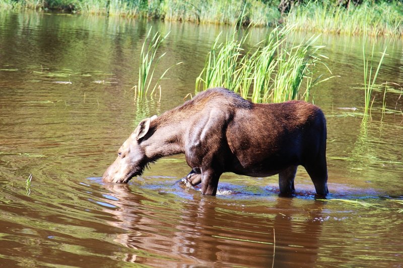 Moose can be spotted near the Washington Creek Trail.