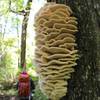 A beautiful fungus hangs on a tree on the Greenstone Ridge Trail.