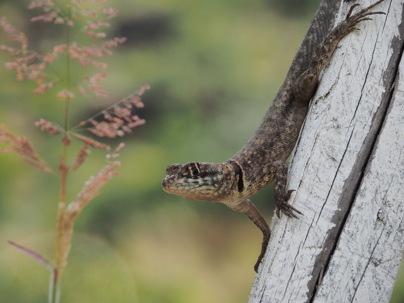 Oh, hello little guy!