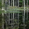 Still water paints a beautiful reflection on Black Water Pond. Photo credit: NPS Photo.