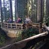 A crowd enjoys Lower Lewis River Falls from the viewing area.