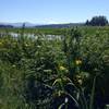 Enjoy gorgeous views of Mt. St. Helens on a clear day over the wetlands.