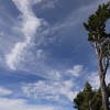 Dramatic sky and windswept conifer crown Fuller Ridge.