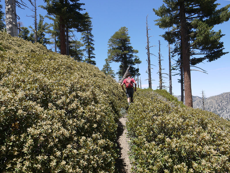 The Ontario Peak Trail is crowded by manzanita in place.