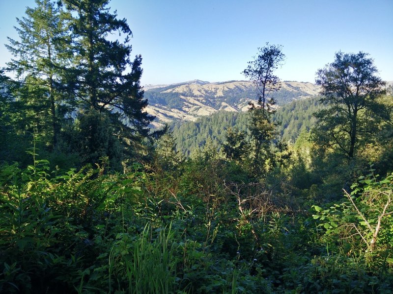 Wildflowers and vistas abound in this forest.