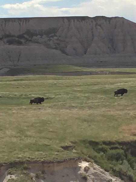 Bison roam the basin in the shadow of a beautiful butte.