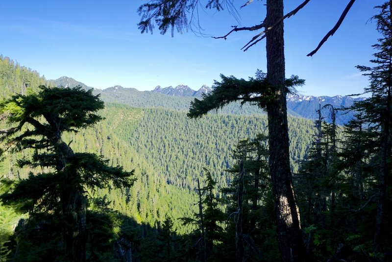 The trees leak a peek of the distant peaks. Being on top is worth the views!