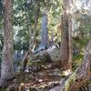 An enchanting forest hallway ushers you through the trees along the Copper Creek Trail.