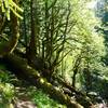 Fallen trees drape over the trail like an overpass.