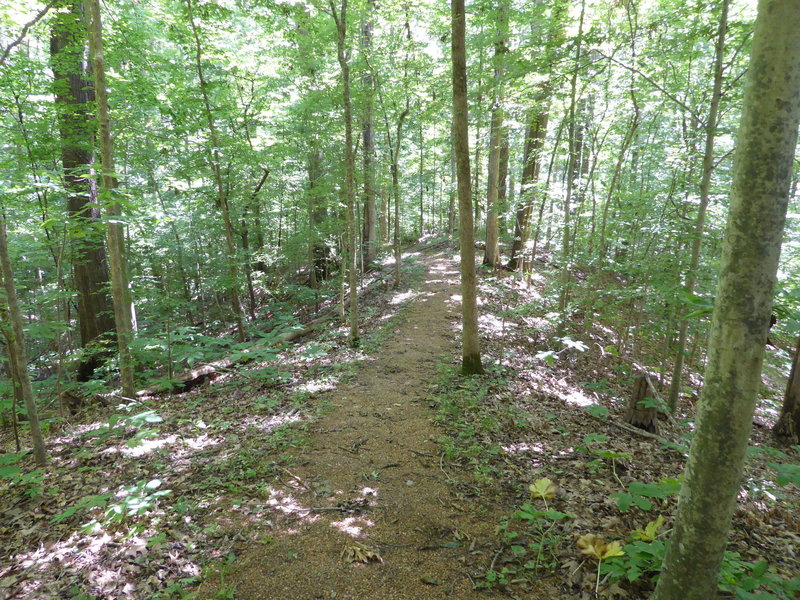 Enjoying the singletrack along the ridge on Bear Creek Loop in Mississippi River State Park.