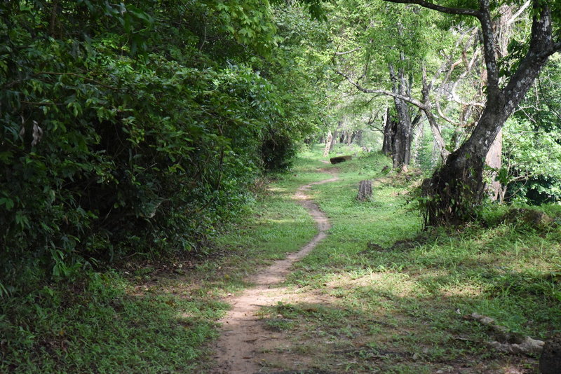 The north side of the Wall Trail narrows into a ribbon of a path in a wide corridor.