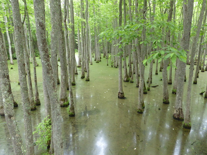 The Ghost River Bayou as seen from the Mineral Slough Boardwalk.