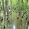 The Ghost River Bayou as seen from the Mineral Slough Boardwalk.