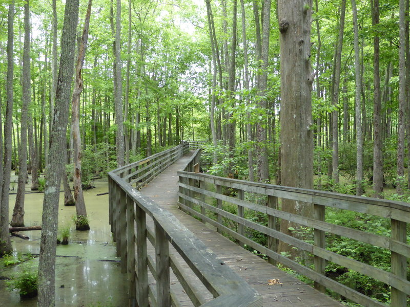 The Mineral Slough Boardwalk over the Ghost River.