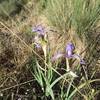 A wild Iris blooming along the trail.