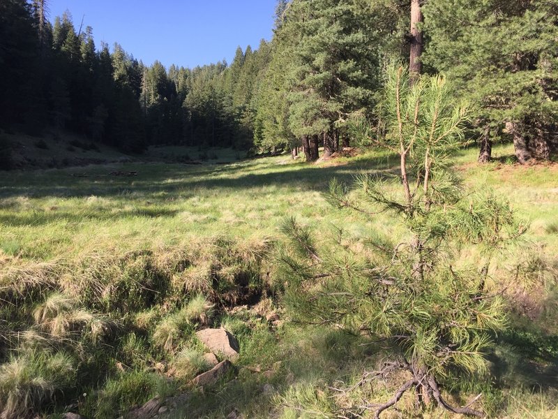 This open meadow is a nice spot to look around and catch your breath.