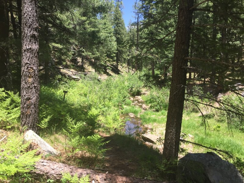 A clump of ferns reaches toward the sun near a small creek.