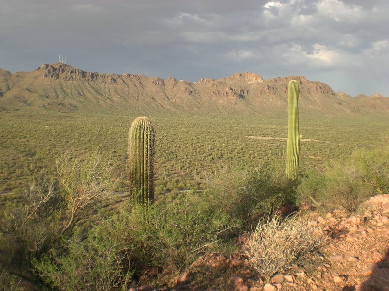 Cacti protrude into the view in front of the Tucson Mountains from the Brown Mountain Trail.