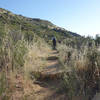 A day-visitor on the Pacific Crest Trail early in the morning.