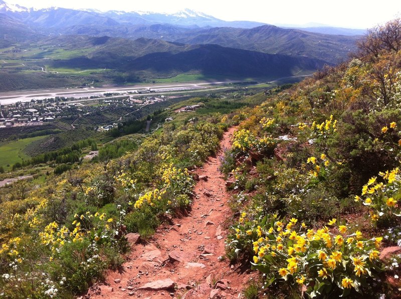 A lower section of the Sunnyside Trail. The trail turns to red rock below the aspen groves.