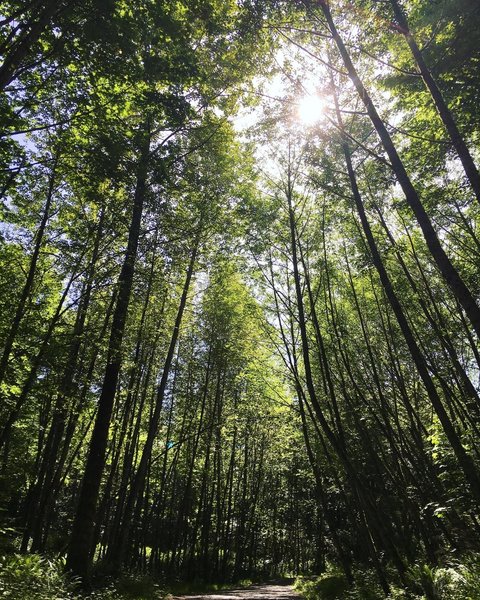 The start of your loop on the Cave Hole Trail is complete with plenty of tall, beautiful trees.