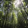 The start of your loop on the Cave Hole Trail is complete with plenty of tall, beautiful trees.