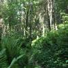 Lots of lush foliage surrounds the Shy Bear Trail.